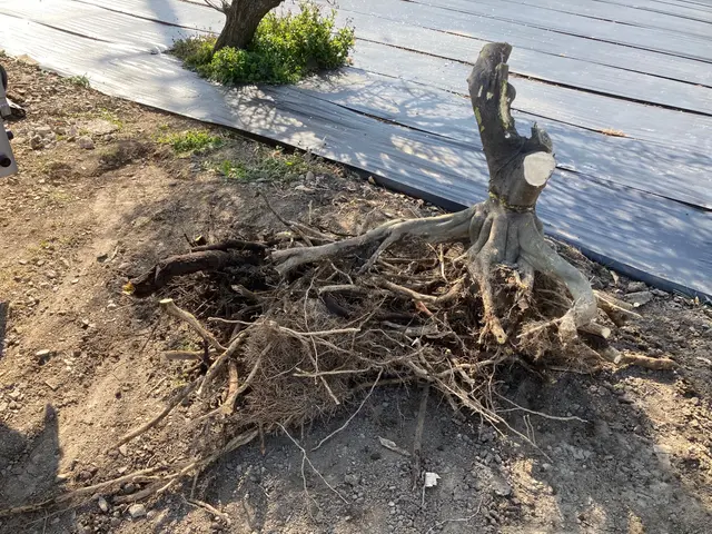 お庭を広く使いたい、この植木が無かったらなど、お任せ下さい、笑顔で対応、無料見積サービスの画像