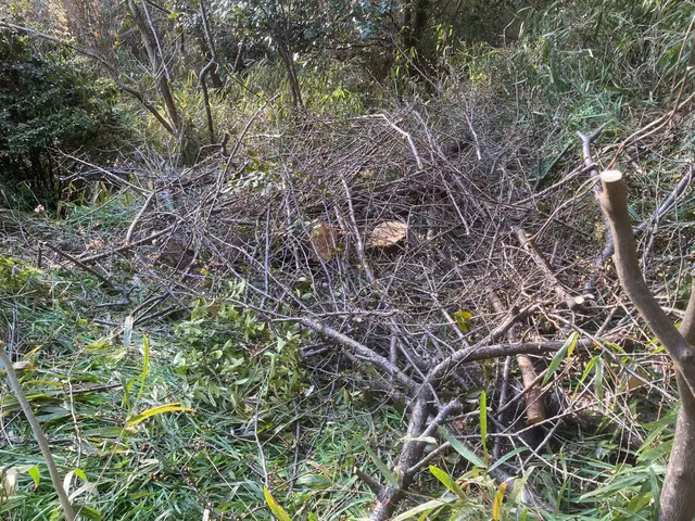 お庭を広く使いたい、この植木が無かったらなど、お任せ下さい、笑顔で対応、無料見積サービスの画像