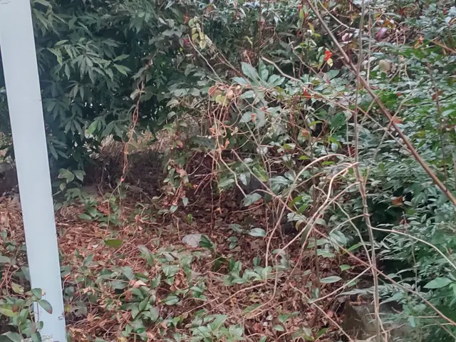 【業歴20年】いつも明るく真面目に楽しく造園業やっております。サービスの画像