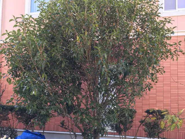 庭木の剪定、樹高調整｜一本からOK！痒いところに手が届くサービスをご提供します！サービスの画像