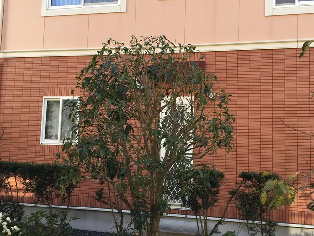 庭木の剪定、樹高調整｜一本からOK！痒いところに手が届くサービスをご提供します！サービスの画像