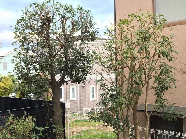 庭木の剪定、樹高調整｜一本からOK！痒いところに手が届くサービスをご提供します！サービスの画像