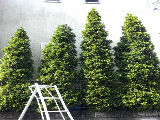 庭木の剪定、樹高調整｜一本からOK！痒いところに手が届くサービスをご提供します！サービスの画像