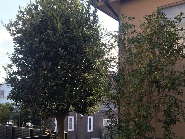 庭木の剪定、樹高調整｜一本からOK！痒いところに手が届くサービスをご提供します！サービスの画像