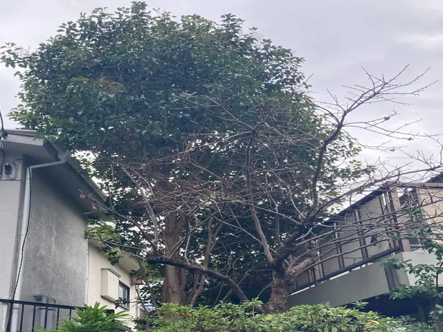 庭木の伐採・抜根◎不要な庭木をなくしてスッキリ◎日当たり、落ち葉のお悩み解決サービスの画像