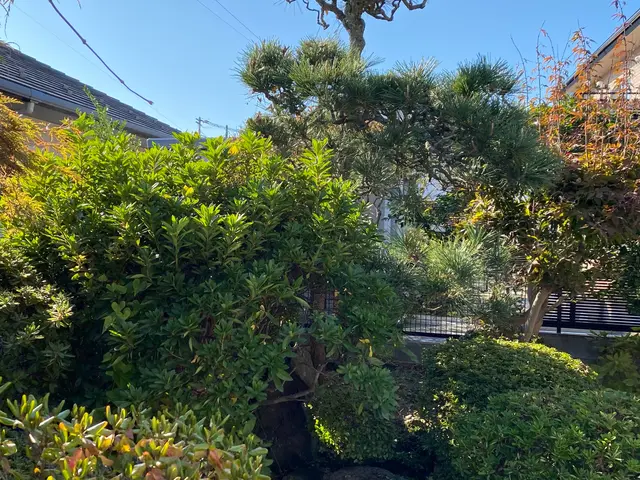 2024年6月参入しました！【お庭を楽しく長期的に管理したい方】植木の剪定サービスの画像