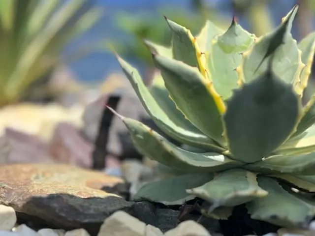 【鉢の植え替え・地植え（アガベ・サボテン・ユッカ類】お任せください！サービスの画像