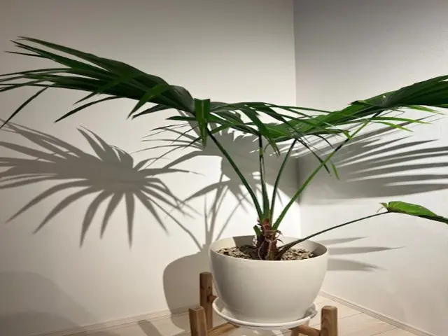 【鉢の植え替え・地植え（アガベ・サボテン・ユッカ類】お任せください！サービスの画像