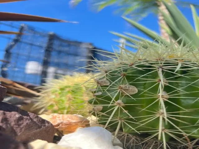 【鉢の植え替え・地植え（アガベ・サボテン・ユッカ類】お任せください！サービスの画像