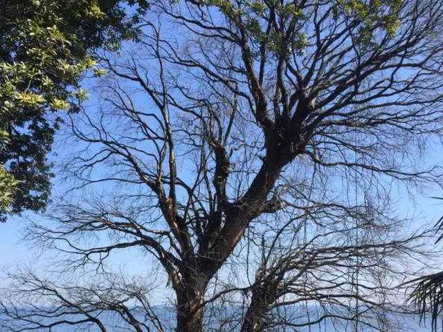 高い木(20メートル)、狭い場所も可。高所作業車有り。paypay可。日程相談可サービスの画像