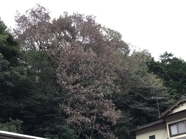 高い木(20メートル)、狭い場所も可。高所作業車有り。paypay可。日程相談可サービスの画像