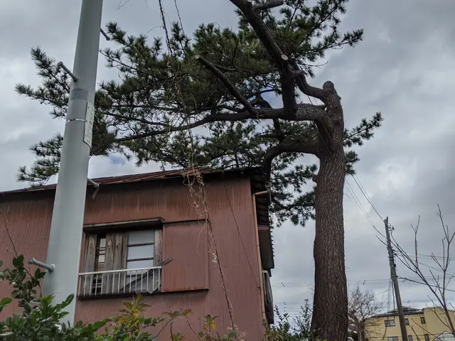 高い木(20メートル)、狭い場所も可。高所作業車有り。paypay可。日程相談可サービスの画像