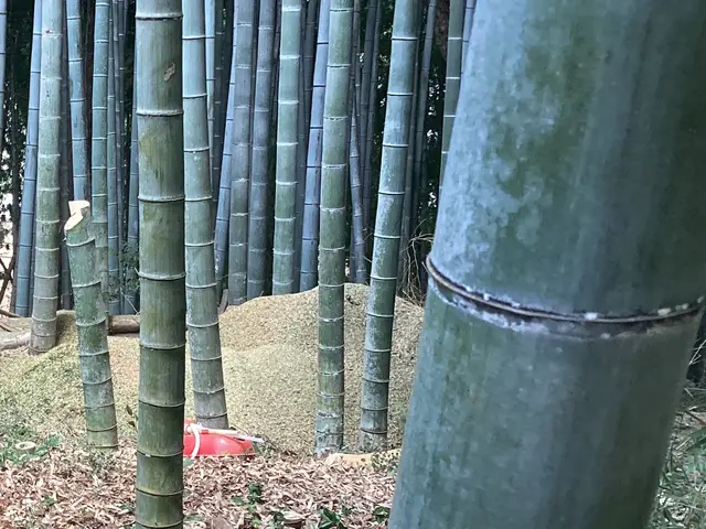 高い木(20メートル)、狭い場所も可。高所作業車有り。paypay可。日程相談可サービスの画像