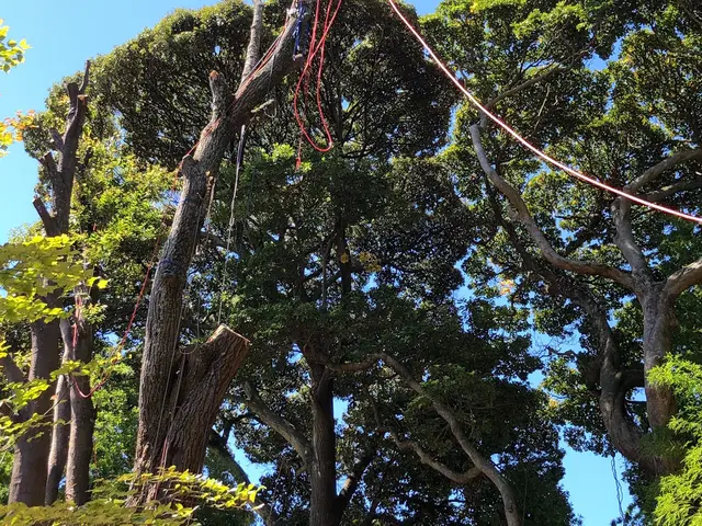 高い木(20メートル)、狭い場所も可。高所作業車有り。paypay可。日程相談可サービスの画像