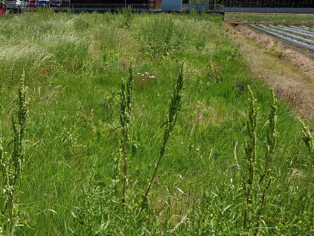 草刈り作業サービスの画像