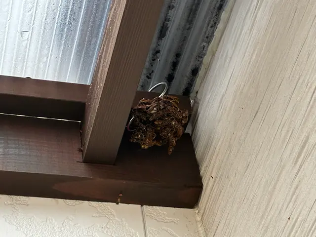 ◆放っておくと危険です◆ハチの巣駆除は弊社にお任せ下さい！迅速丁寧な対応◎サービスの画像