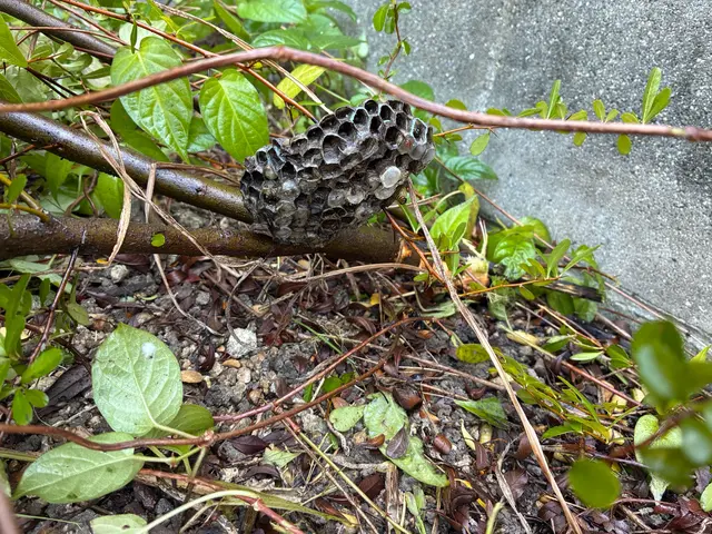 ◆放っておくと危険です◆ハチの巣駆除は弊社にお任せ下さい！迅速丁寧な対応◎サービスの画像