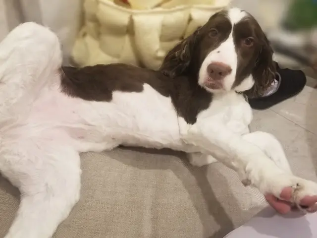 愛情たっぷりに、わんちゃんに合わせた関わり方でお世話します！対応地域外もご予約可サービスの画像