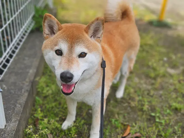 愛情たっぷりに、わんちゃんに合わせた関わり方でお世話します！対応地域外もご予約可サービスの画像