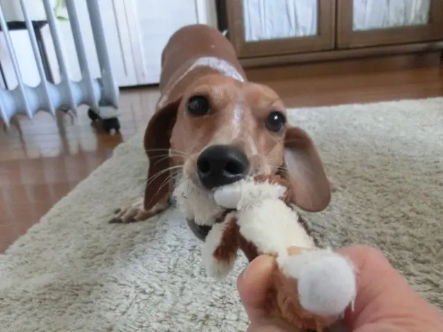 愛情たっぷりに、わんちゃんに合わせた関わり方でお世話します！対応地域外もご予約可サービスの画像