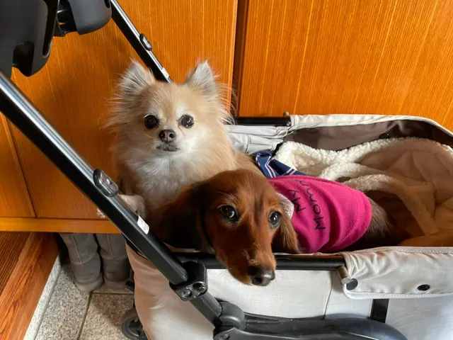 愛情たっぷりに、わんちゃんに合わせた関わり方でお世話します！対応地域外もご予約可サービスの画像