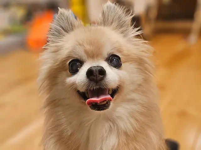 愛情たっぷりに、わんちゃんに合わせた関わり方でお世話します！対応地域外もご予約可サービスの画像