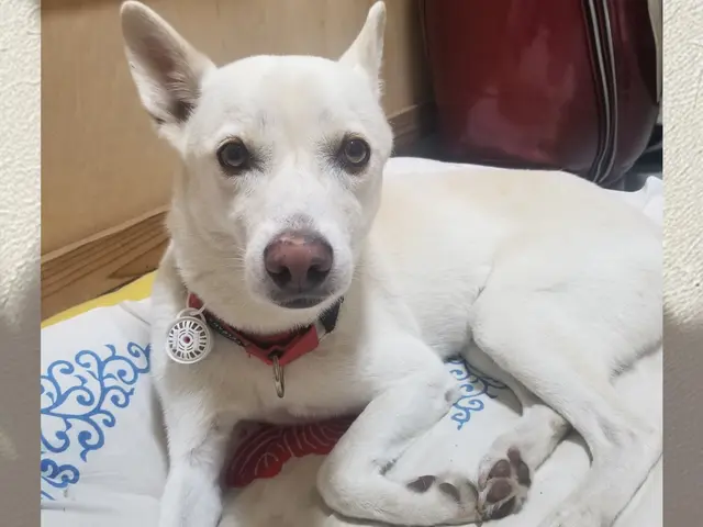 愛情たっぷりに、わんちゃんに合わせた関わり方でお世話します！対応地域外もご予約可サービスの画像