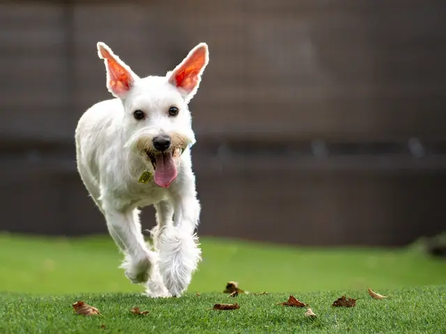 当方も愛犬家です。愛犬家の目線でご満足いただけるように心を込めて撮影いたしますサービスの画像