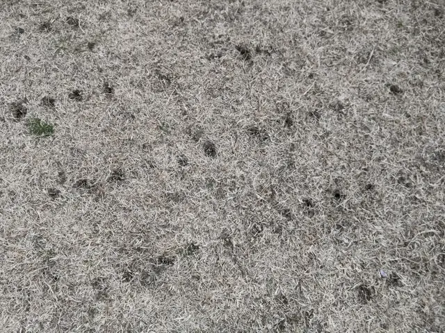 【業歴40年二代目店長】お庭と植木に合わせたお手入れとアドバイスいたしますサービスの画像