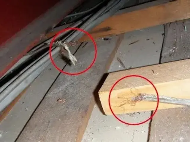 ネズミ駆除歴10年以上の有資格者多数在籍【事前見積り無料】【事前調査可能】サービスの画像