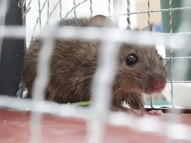 ネズミ駆除歴10年以上の有資格者多数在籍【事前見積り無料】【事前調査可能】サービスの画像