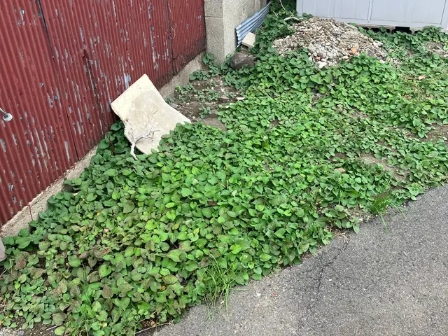 【草むしり】お庭の雑草を処理して気持ちいいお庭に！そんなご要望に応えます！サービスの画像