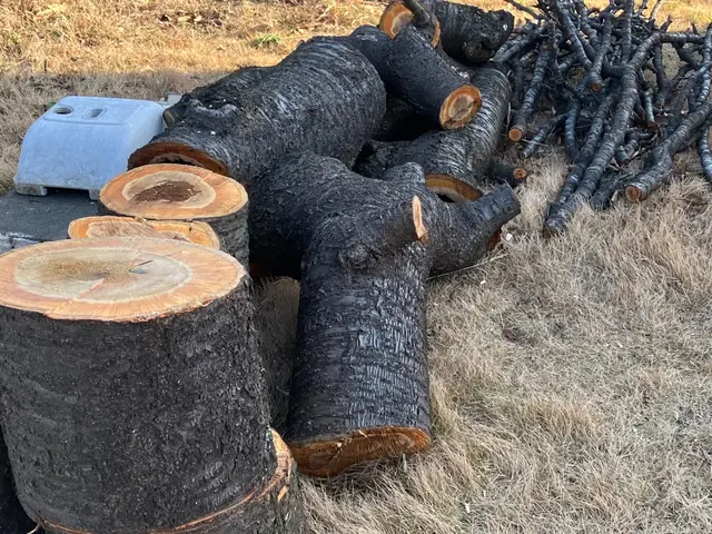 写真見積可能！費用は簡易清掃・ゴミ回収処分代全て込み！注)伐採と抜根は別料金ですサービスの画像