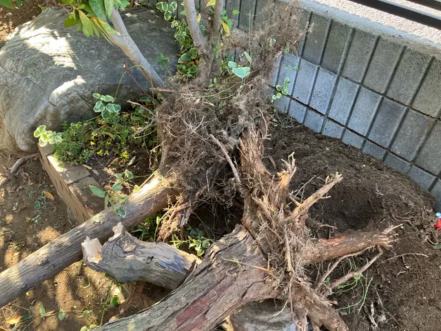 写真見積可能！費用は簡易清掃・ゴミ回収処分代全て込み！注)伐採と抜根は別料金ですサービスの画像