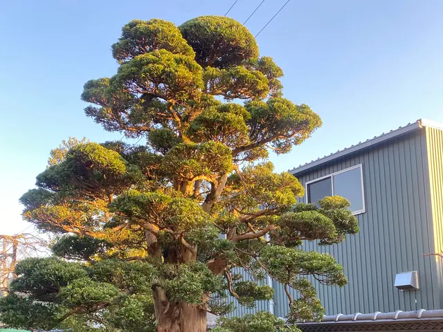 業界歴14年！年間150件の剪定作業実績！サービスの画像