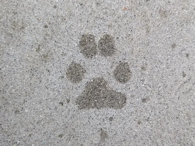 「ペット快適リフォーム クロスバリアコート」サービスの画像