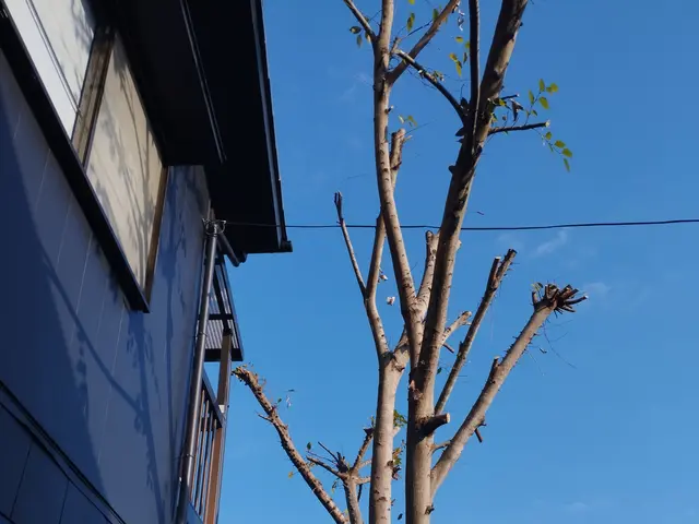 【年中無休】庭木・樹木・伐採作業承っております。サービスの画像