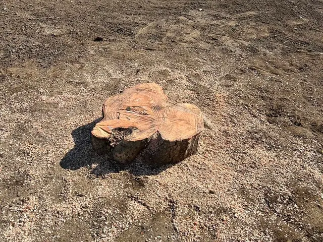 【年中無休】庭木・樹木・伐採作業承っております。サービスの画像