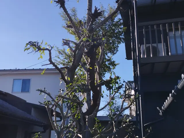 【年中無休】庭木・樹木・伐採作業承っております。サービスの画像