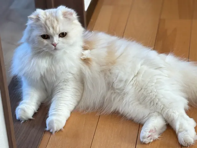 【夫婦で運営】女性スタッフ訪問可能♪リピーターが自慢◉動画や写真で報告します！サービスの画像