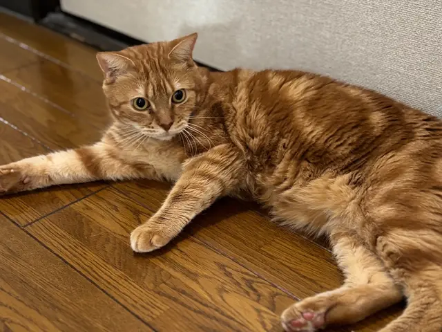 【夫婦で運営】女性スタッフ訪問可能♪リピーターが自慢◉動画や写真で報告します！サービスの画像