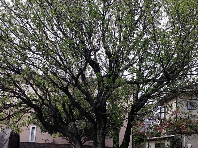 《業歴30年》年中無休！損害保険加入済み！数年後を見据えた提案・作業をいたしますサービスの画像