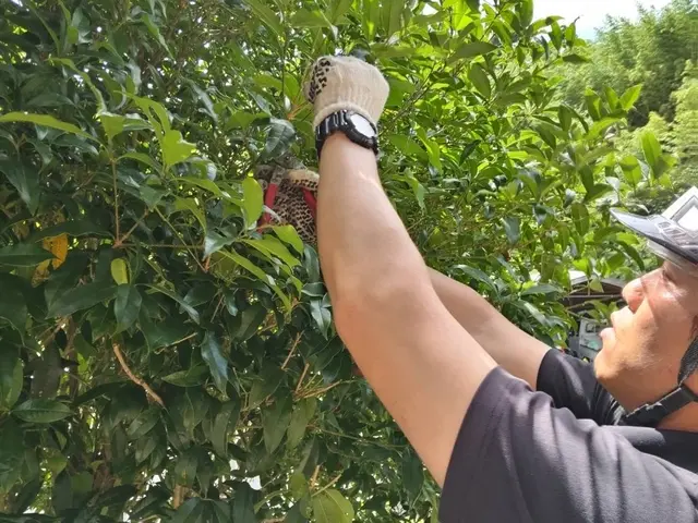 自然風剪定で暖かみのあるお庭へ！樹木を多角的に観察し、ご要望に沿った剪定をしますサービスの画像