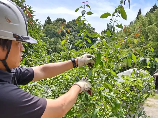 自然風剪定で暖かみのあるお庭へ！樹木を多角的に観察し、ご要望に沿った剪定をしますサービスの画像