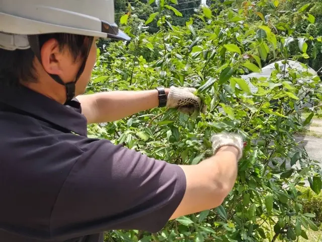 自然風剪定で暖かみのあるお庭へ！樹木を多角的に観察し、ご要望に沿った剪定をしますサービスの画像