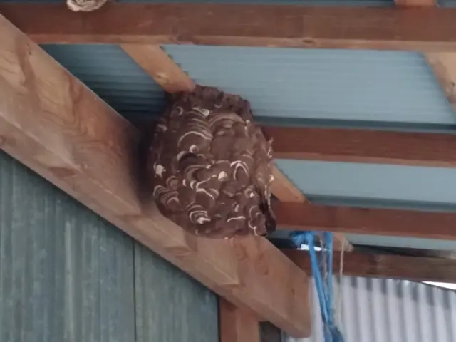 害虫駆除はプロにお任せください!アシナガバチ〜スズメバチまで退治します!サービスの画像