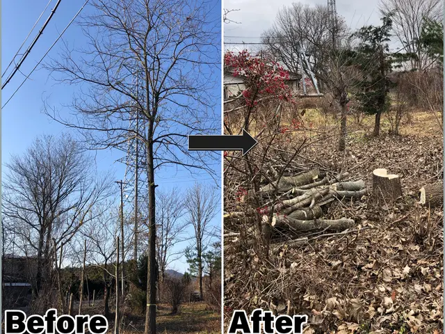 庭木の伐採、抜根サービスの画像