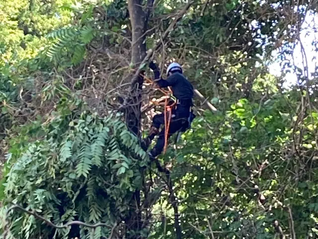 庭木の伐採、抜根サービスの画像