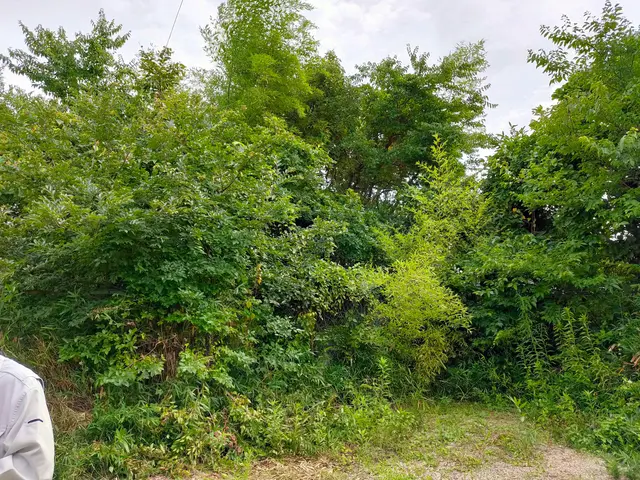 かとう造園【亀山市、鈴鹿市、四日市市、津市】一度ご相談ください。見積り無料サービスの画像