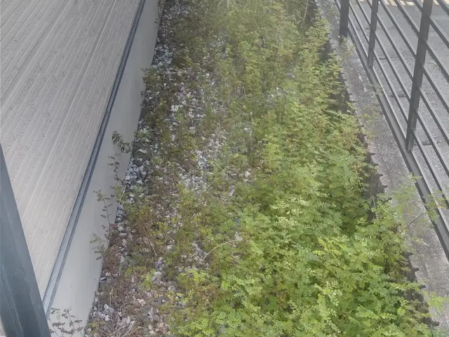 雑草の草取り、丁寧に早く対応します！サービスの画像